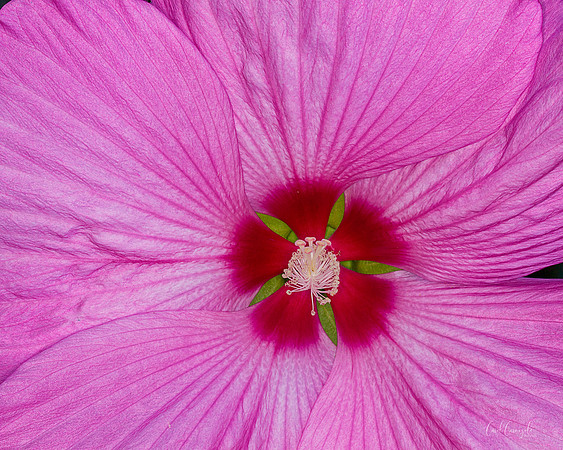 _47W5461